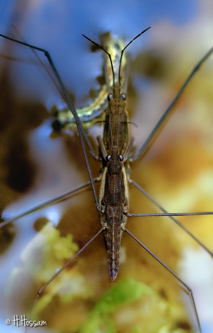 L'araignée d'eau" Gerridae"