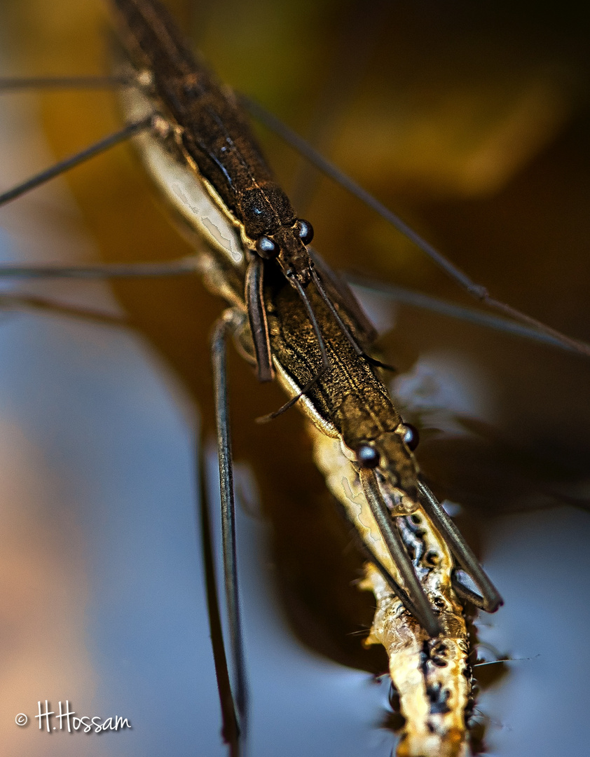 L'araignée d'eau" Gerridae"