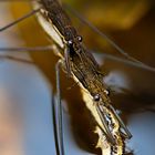 L'araignée d'eau" Gerridae"