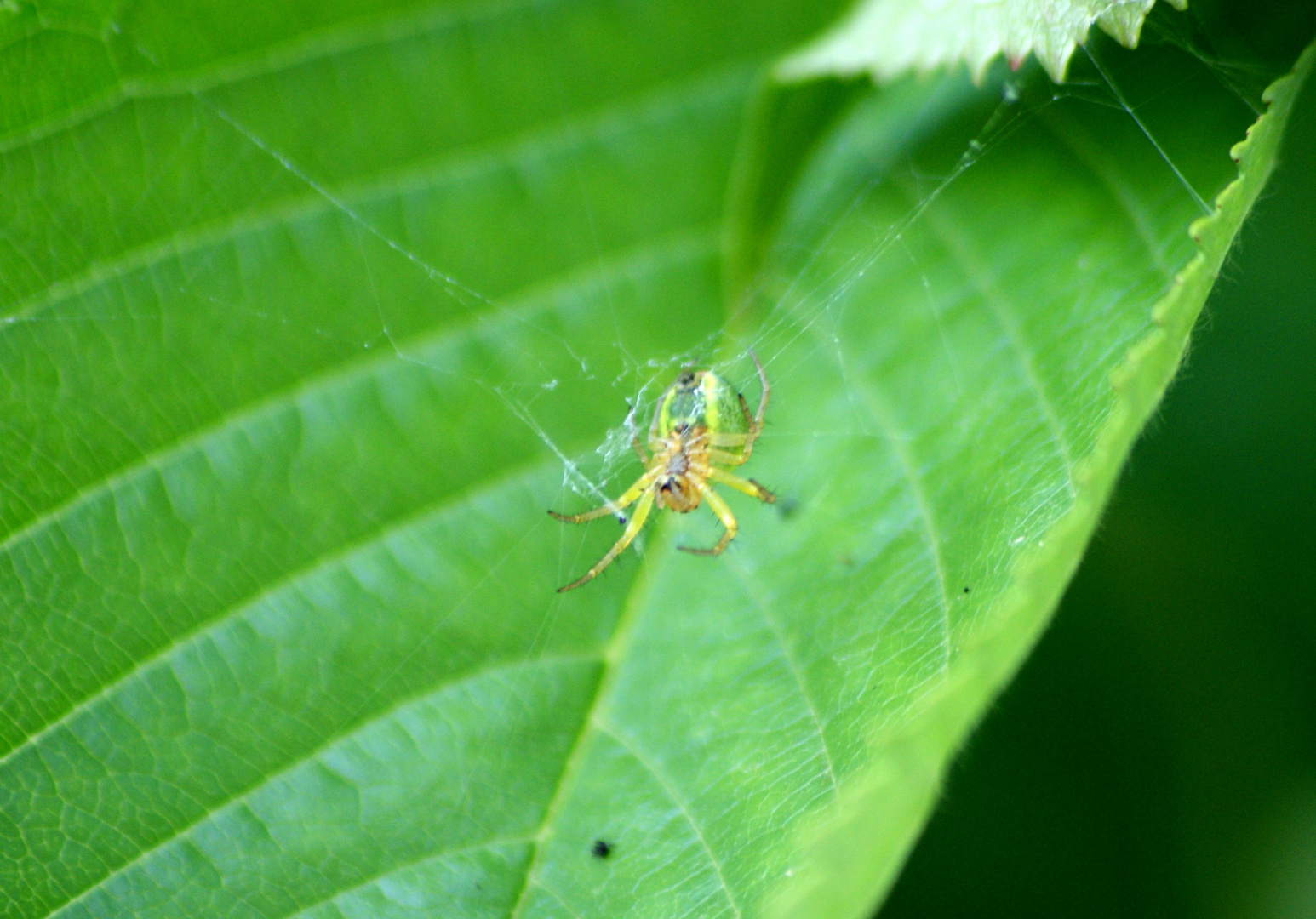 L’araignée du cerisier  