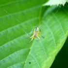 L’araignée du cerisier  