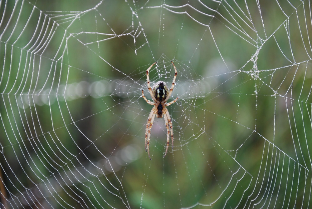 l'araignée du matin...