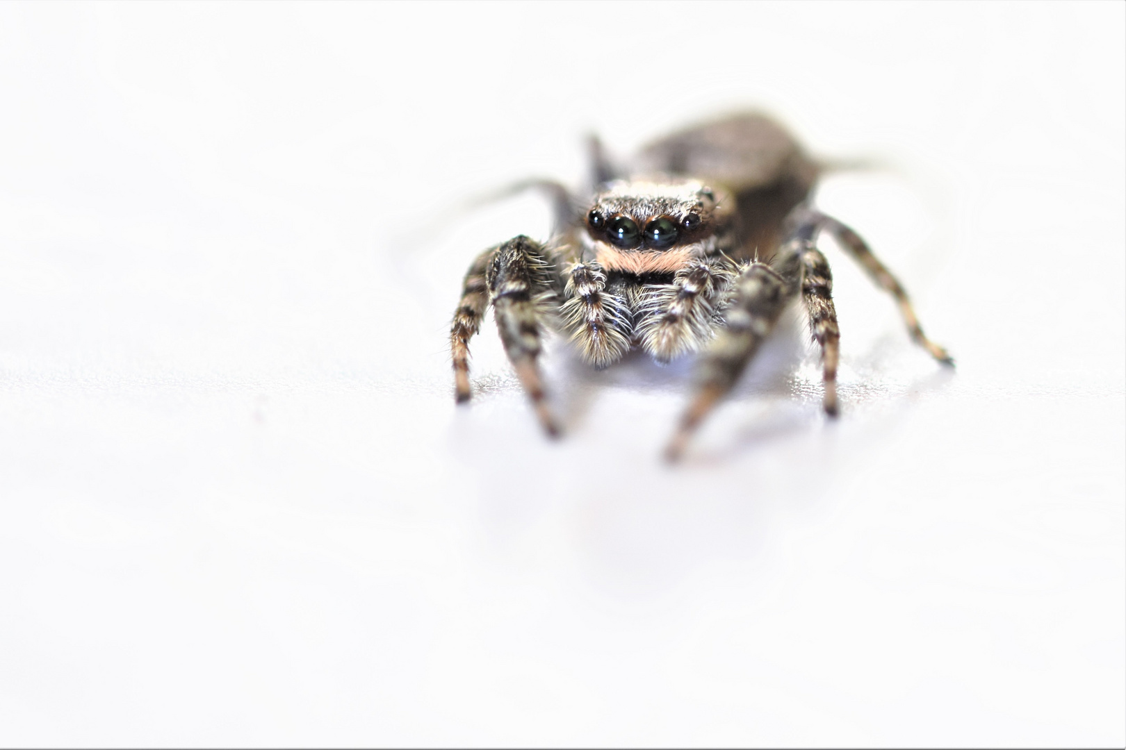 l'araignée du paradis blanc