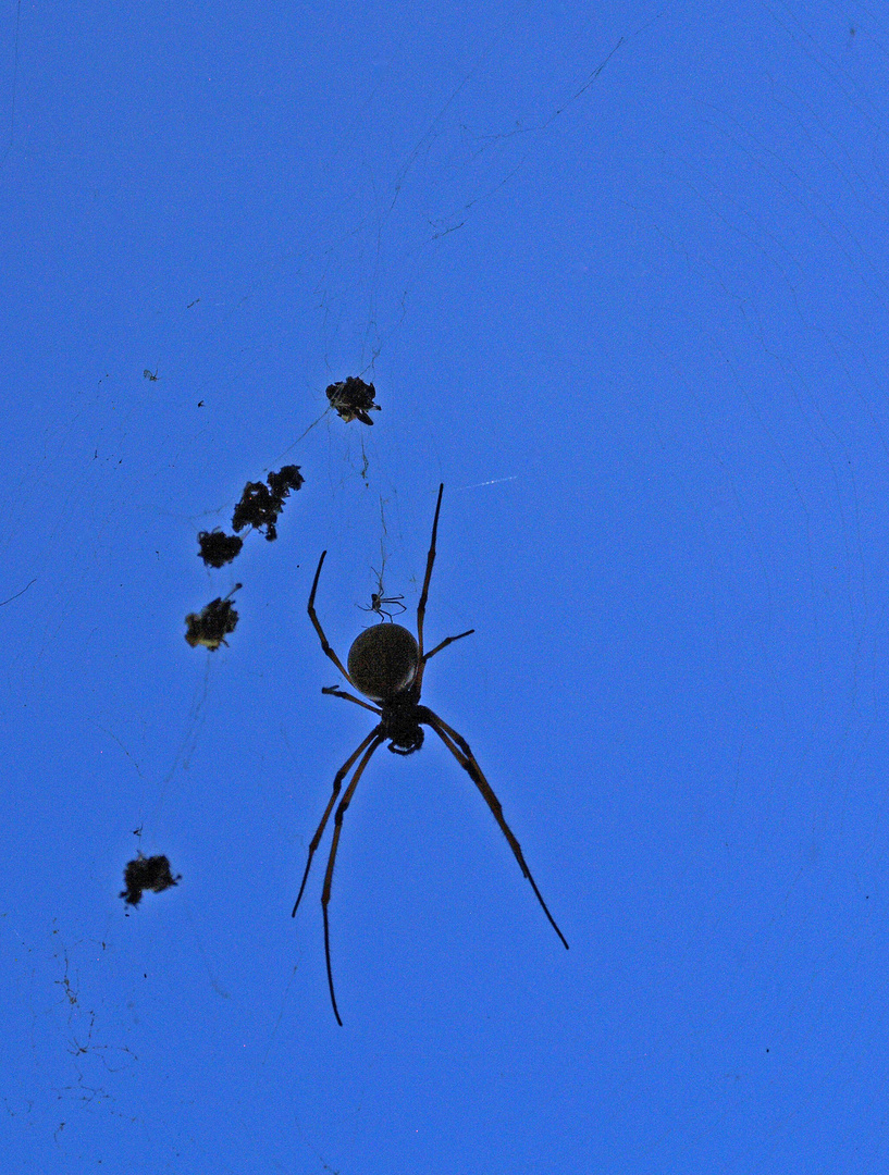 L’araignée ?? d’une photo précédente, et son garde-manger