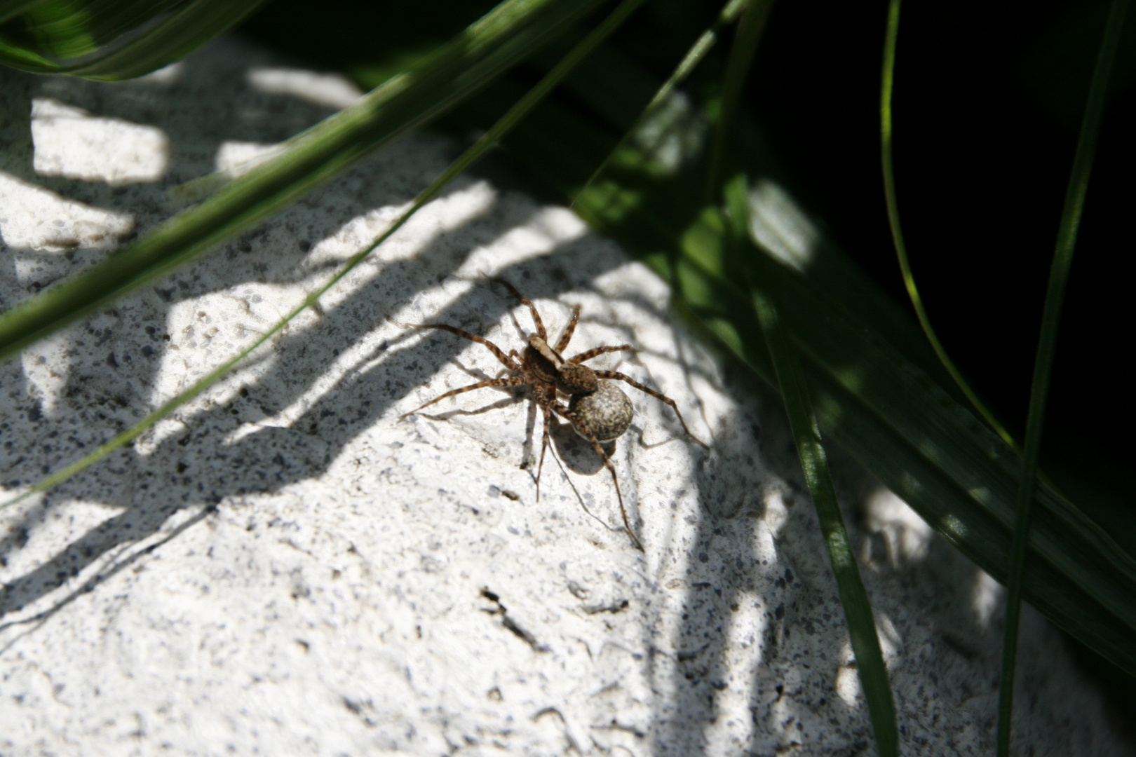 L'araignée