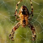 l'araignée et la rosée !!!