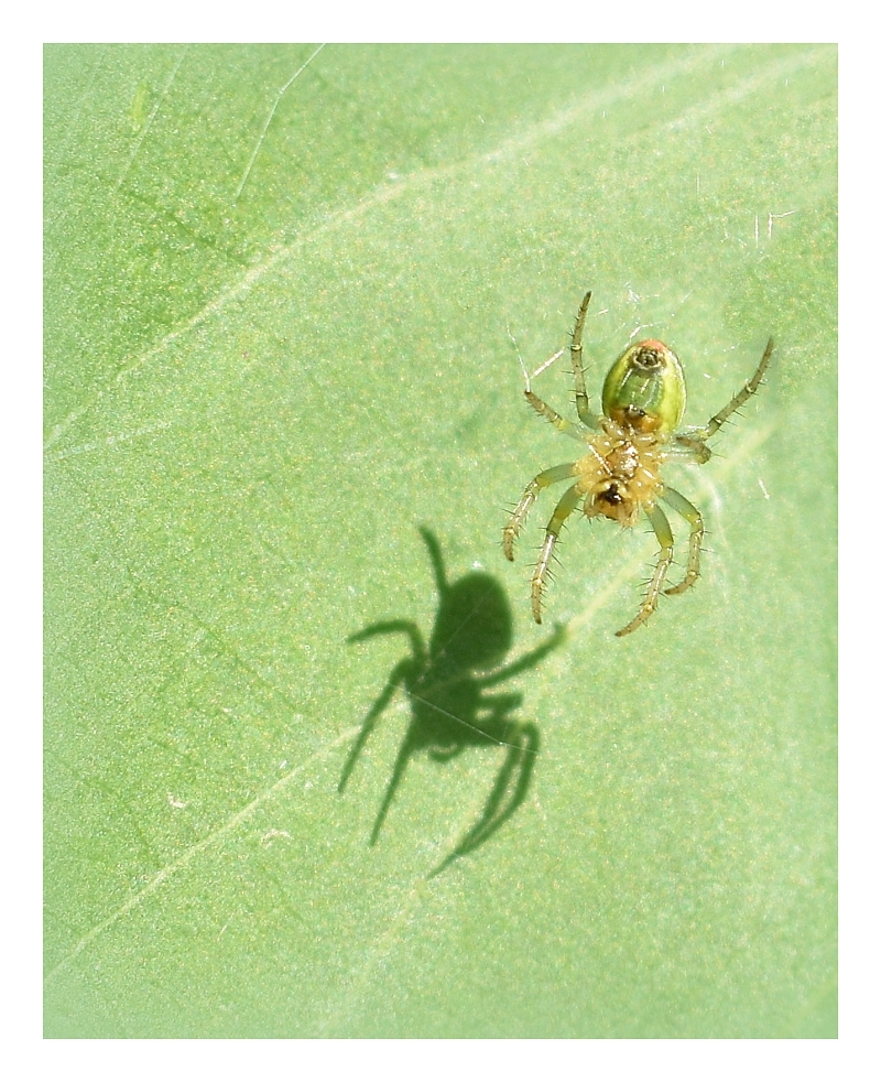 l'araignée et son ombre