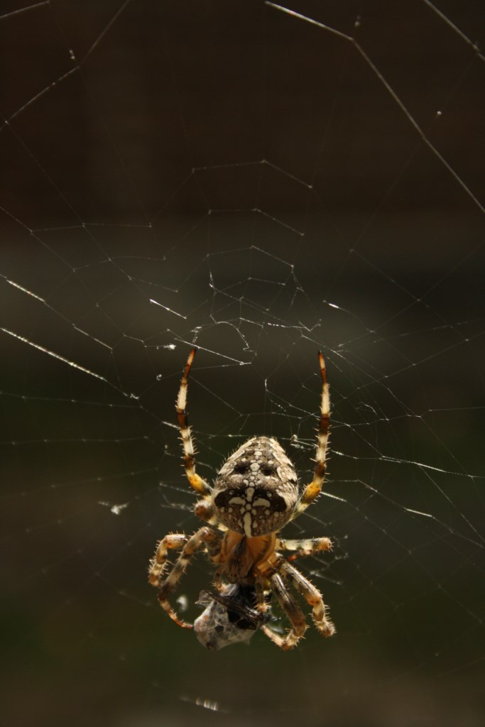 L'araignée gipsy