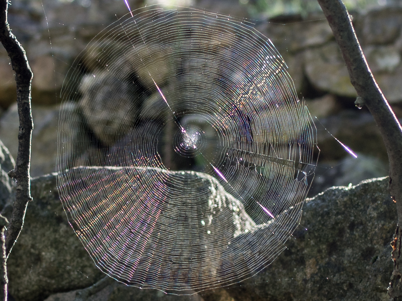 l’araignée qui ne voulait pas être sur la photo 