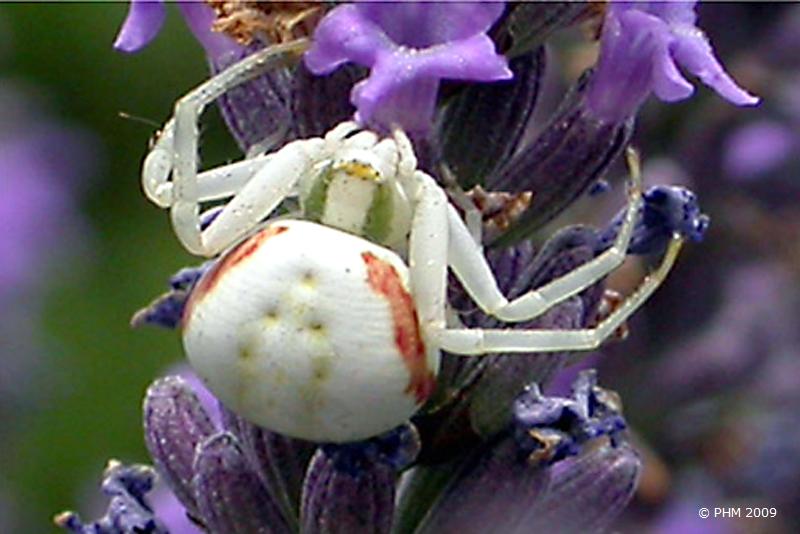 L'araignée tisse