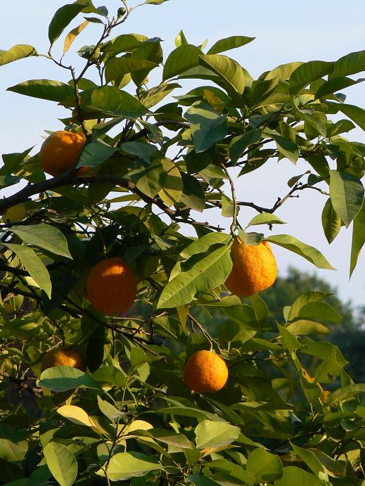 L'arancio