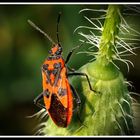 l'arancione e il nero