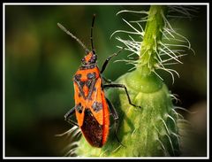 l'arancione e il nero