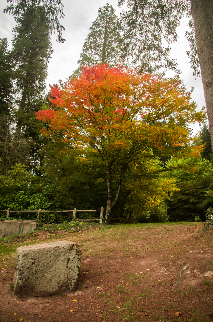 l'arboretum de Pezanin en Saône et Loire