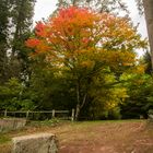 l'arboretum de Pezanin en Saône et Loire