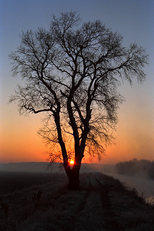 l'arbre