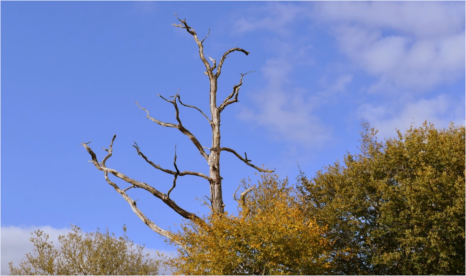 l'arbre 