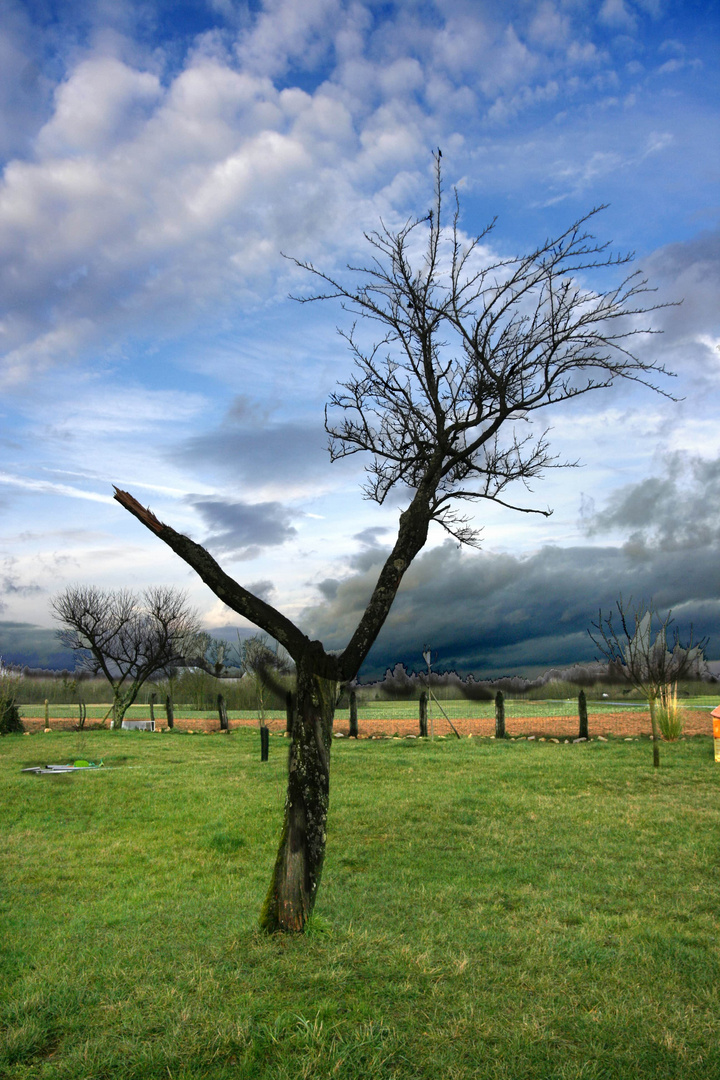 L'arbre