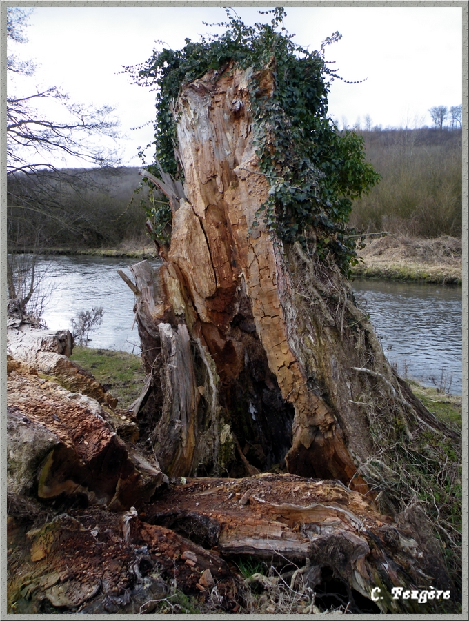 L'arbre