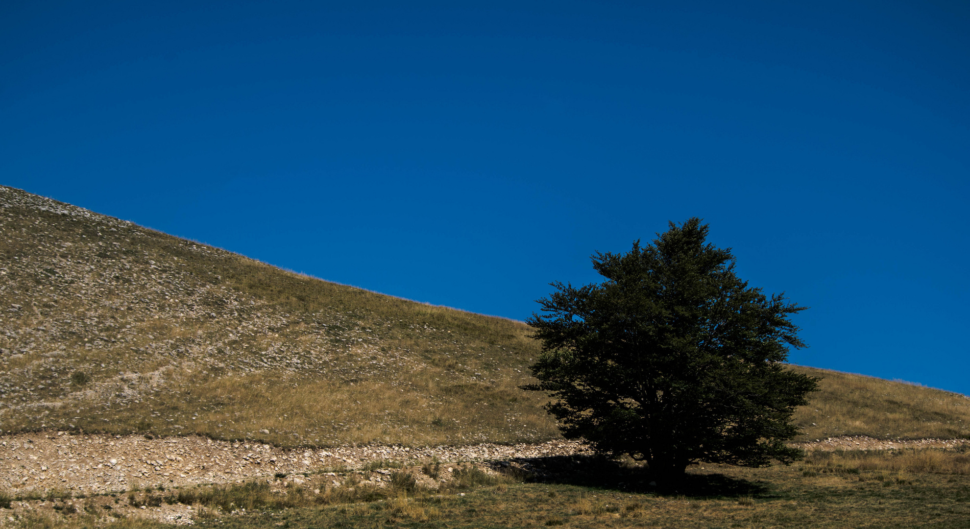 l'arbre