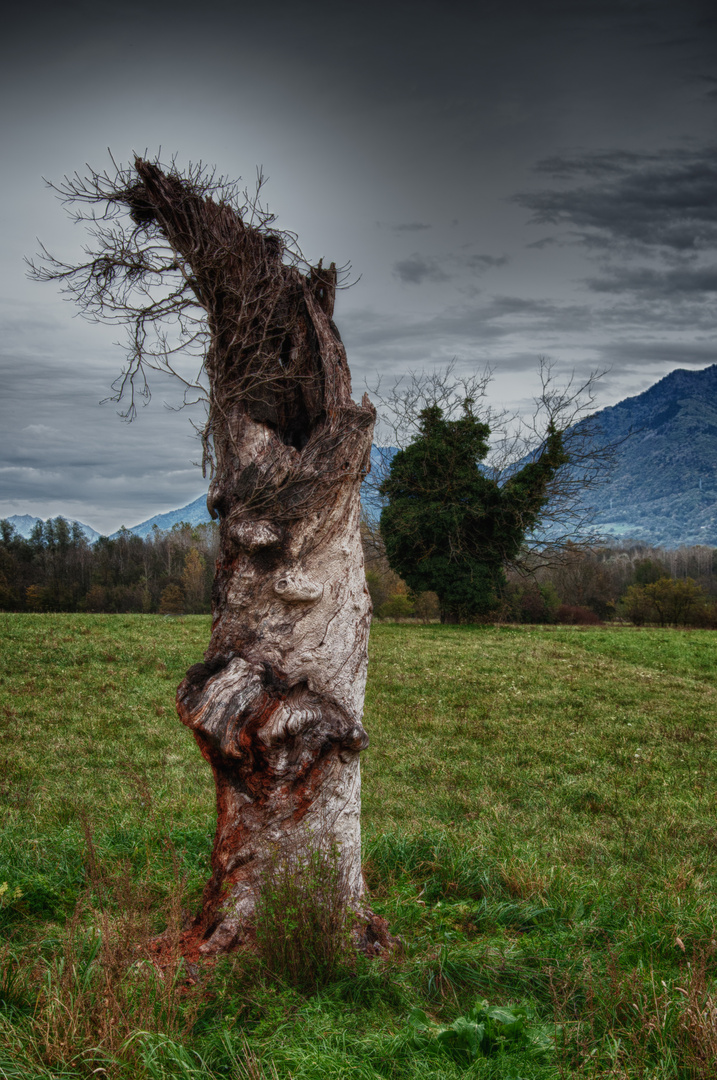 L'arbre