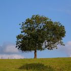 L'arbre