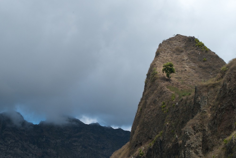 L'arbre