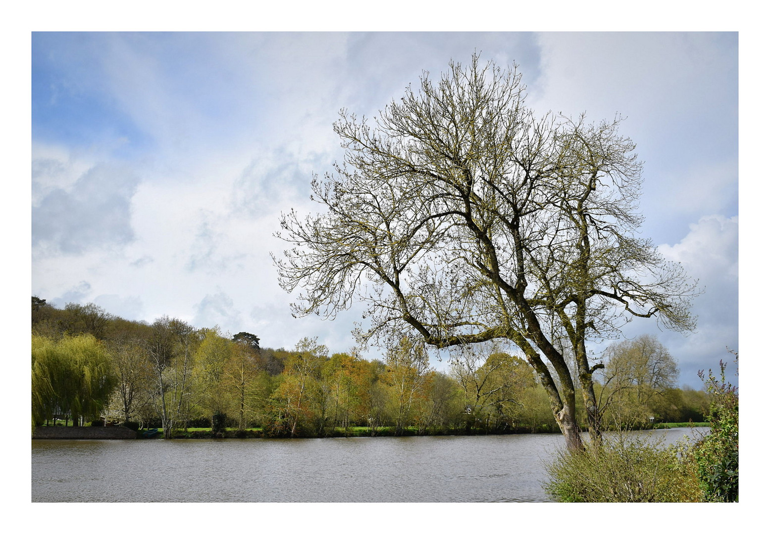 l'arbre