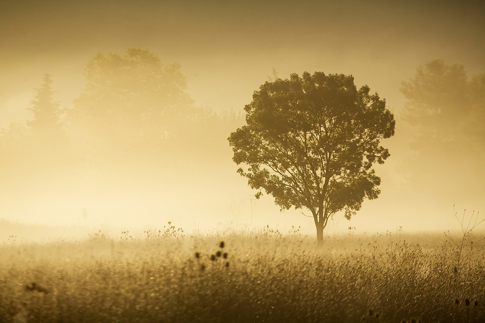 l'arbre ...