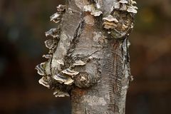 l'arbre à champignons !!!