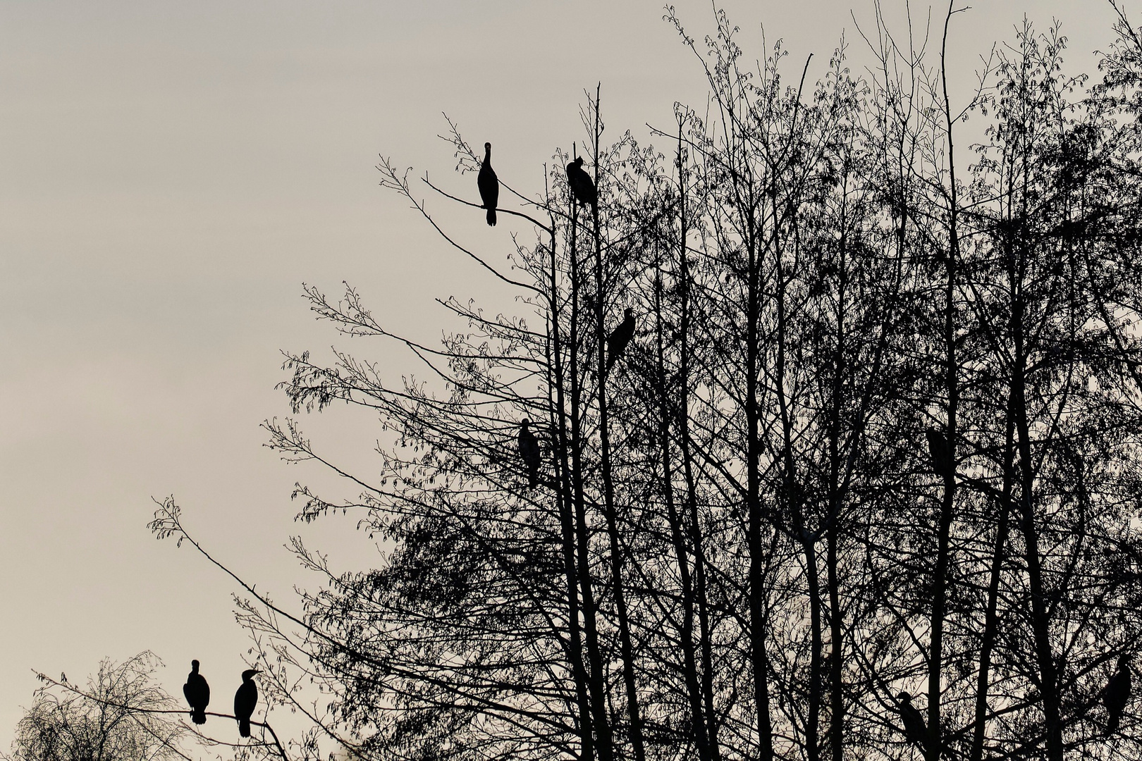 l’arbre à cormorans 