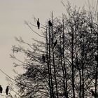 l’arbre à cormorans 