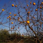 l'arbre à délices