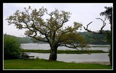 " L'Arbre à lode mais sous la pluie et à marée haute "