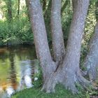 l'arbre à quatre pattes !