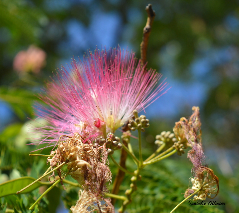 l'arbre à soie, albizia julibrissin