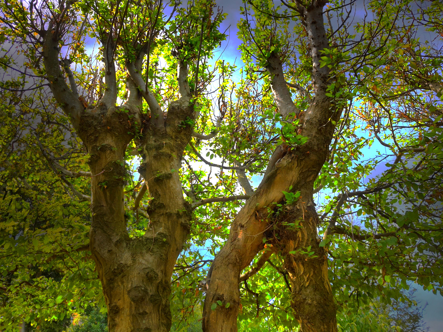 L'arbre à visages, l'arbre danseur 