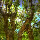 L'arbre à visages, l'arbre danseur 