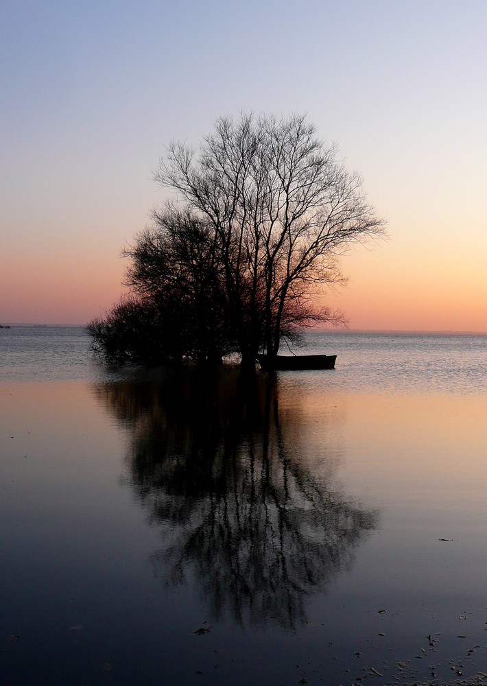 l'arbre