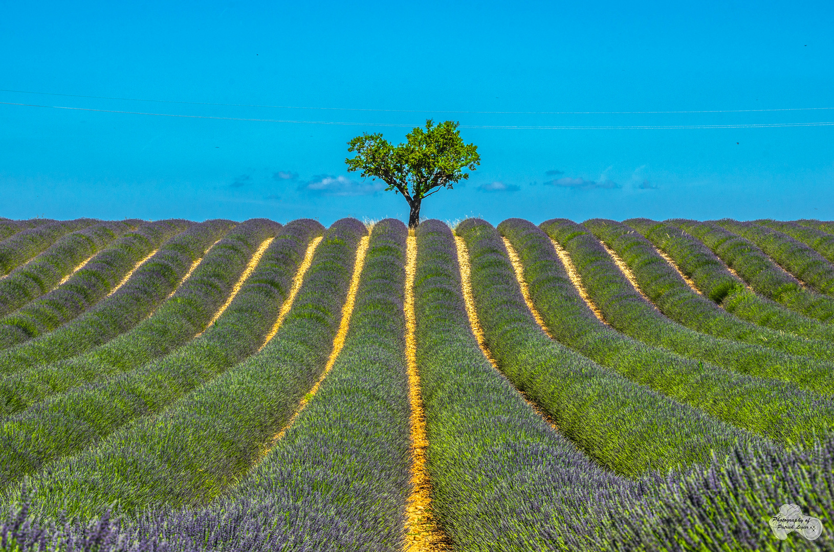 L'arbre