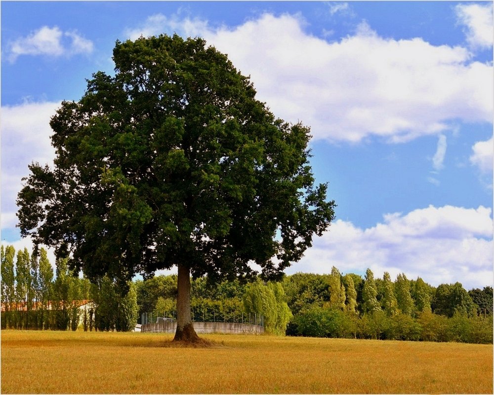 l'arbre