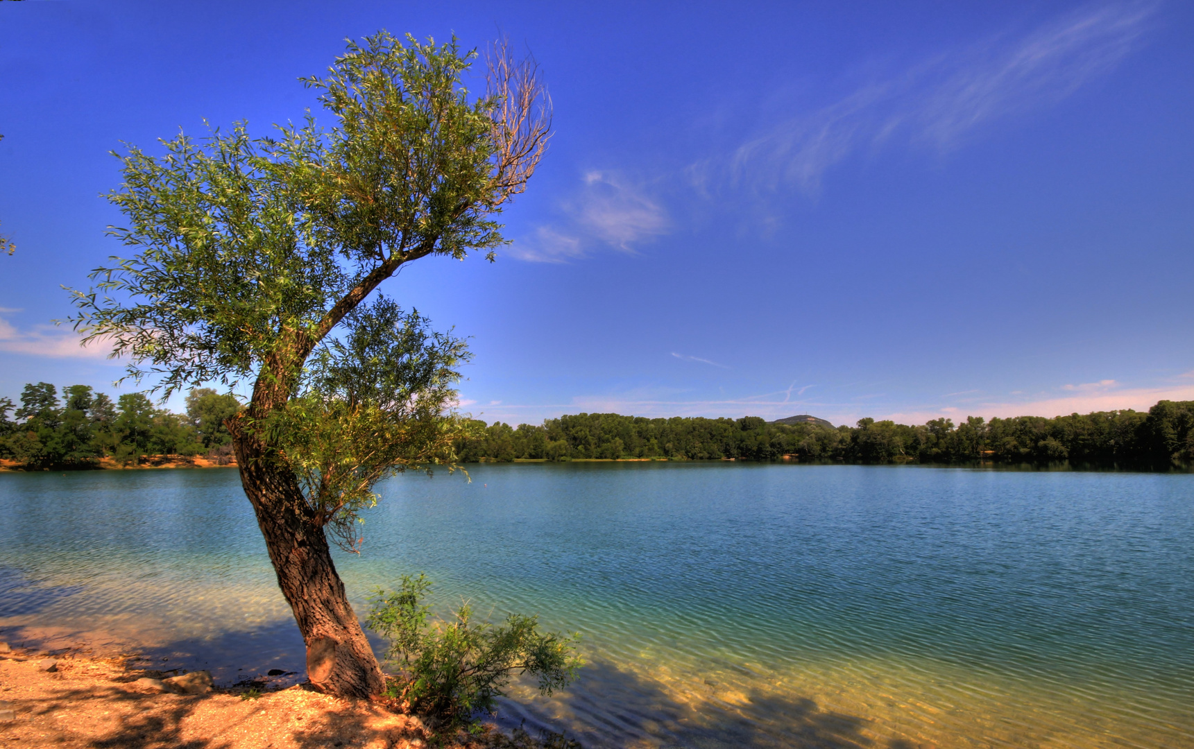 L'ARBRE AU BORD DU LAC