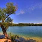 L'ARBRE AU BORD DU LAC