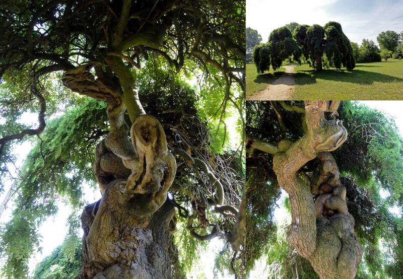 l'ARBRE AU "CENT STRESS"