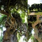 l'ARBRE AU "CENT STRESS"