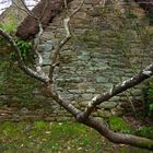 l'arbre au mur