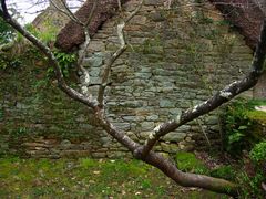 l'arbre au mur