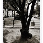 L'arbre au noir