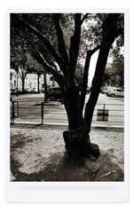 L'arbre au noir