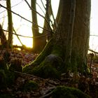 L'arbre au soleil couchant